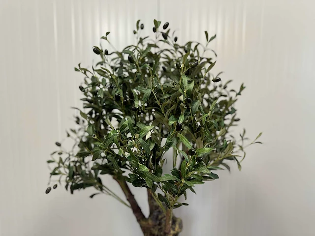 Royal pachira olijf boom kunstboom - afbeelding 10 van  13