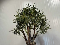 Royal pachira olijf boom kunstboom - afbeelding 11 van  13