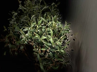 Royal pachira olijf boom kunstboom - afbeelding 13 van  13