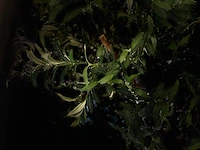 Royal pachira olijfboom kunstboom - afbeelding 4 van  19