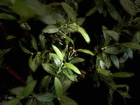 Royal pachira olijfboom kunstboom - afbeelding 5 van  19