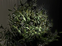 Royal pachira olijfboom kunstboom - afbeelding 9 van  19