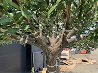Royal pachira olijfboom kunstboom - afbeelding 2 van  19