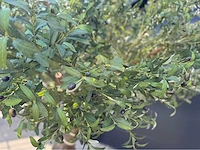 Royal pachira olijfboom kunstboom - afbeelding 9 van  19