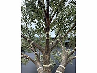 Royal pachira olijfboom kunstboom - afbeelding 10 van  20