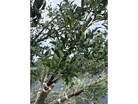 Royal pachira olijfboom kunstboom - afbeelding 11 van  20