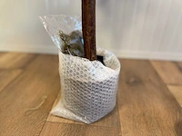 Royal pachira perzik bloesem kunstboom - afbeelding 2 van  11
