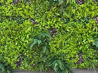 Royal pachira wand paneel (5x) - afbeelding 16 van  19