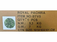 Royal pachira wand paneel rond (10x) - afbeelding 3 van  11