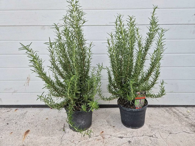 Rozemarijn - rosmarinus officinalis - hoogte ca. 50 cm (2x) - afbeelding 1 van  3