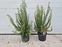 Rozemarijn - rosmarinus officinalis - hoogte ca. 50 cm (2x) - afbeelding 1 van  3
