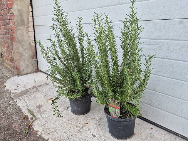 Rozemarijn - rosmarinus officinalis - hoogte ca. 50 cm (2x) - afbeelding 2 van  3
