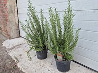Rozemarijn - rosmarinus officinalis - hoogte ca. 50 cm (2x) - afbeelding 2 van  3