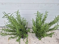 Rozemarijn - rosmarinus officinalis - hoogte ca. 50 cm (2x) - afbeelding 3 van  3