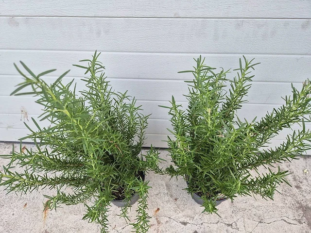 Rozemarijn - rosmarinus officinalis - hoogte ca. 50 cm (2x) - afbeelding 3 van  3