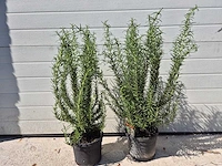 Rozemarijn - rosmarinus officinalis - hoogte ca. 50 cm (2x) - afbeelding 2 van  3