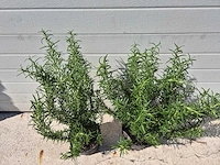 Rozemarijn - rosmarinus officinalis - hoogte ca. 50 cm (2x) - afbeelding 3 van  3
