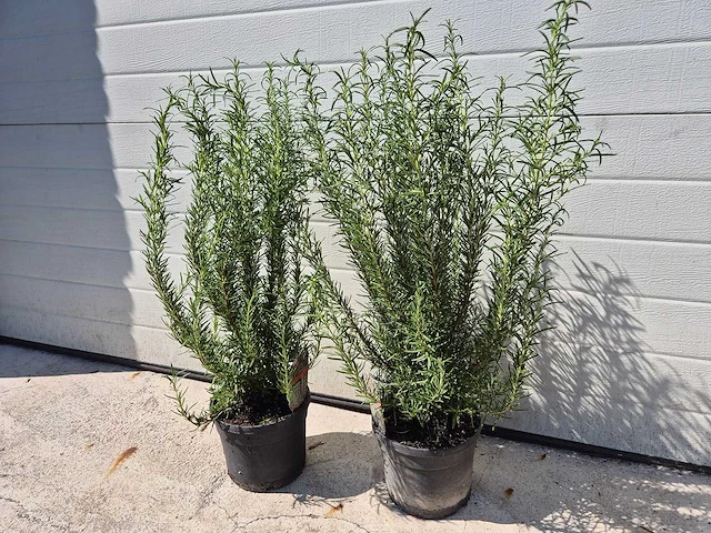 Rozemarijn - rosmarinus officinalis - hoogte ca. 50 cm (2x) - afbeelding 1 van  3