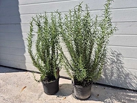 Rozemarijn - rosmarinus officinalis - hoogte ca. 50 cm (2x) - afbeelding 1 van  3