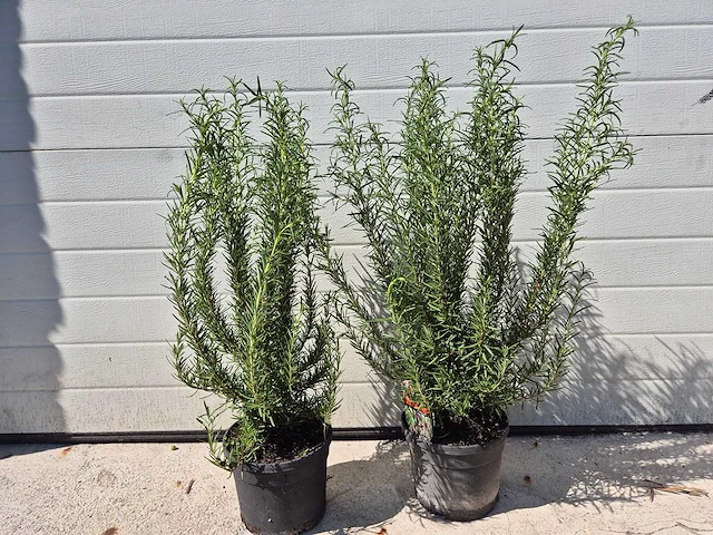 Rozemarijn - rosmarinus officinalis - hoogte ca. 50 cm (2x) - afbeelding 2 van  3