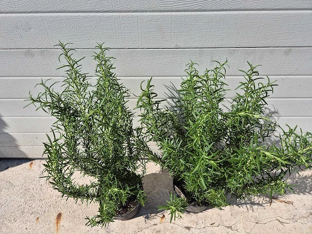 Rozemarijn - rosmarinus officinalis - hoogte ca. 50 cm (2x) - afbeelding 3 van  3