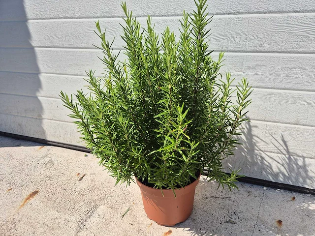 Rozemarijn - rosmarinus officinalis - hoogte ca. 50 cm - afbeelding 1 van  2