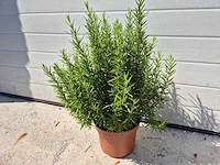Rozemarijn - rosmarinus officinalis - hoogte ca. 50 cm - afbeelding 1 van  2