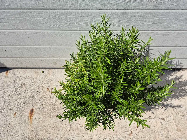 Rozemarijn - rosmarinus officinalis - hoogte ca. 50 cm - afbeelding 2 van  2
