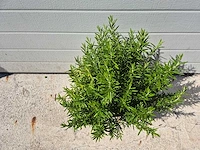 Rozemarijn - rosmarinus officinalis - hoogte ca. 50 cm - afbeelding 2 van  2