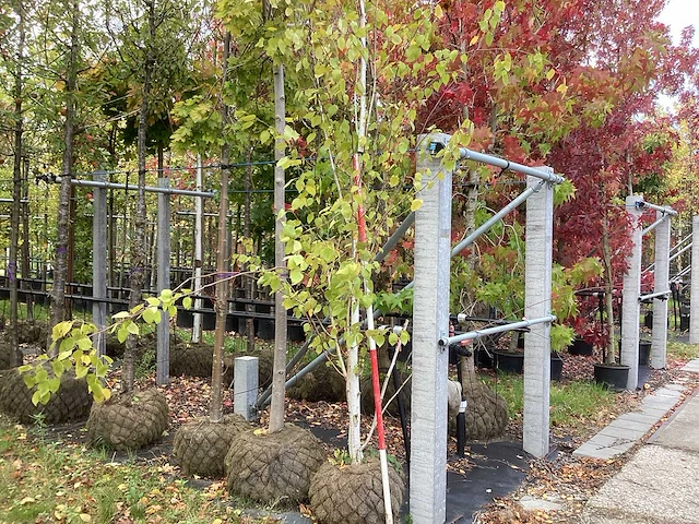 Ruwe berk - vormbomen - afbeelding 1 van  3