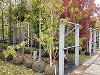Ruwe berk - vormbomen - afbeelding 1 van  3