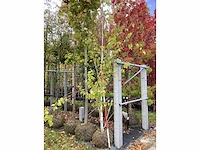 Ruwe berk - vormbomen - afbeelding 2 van  3