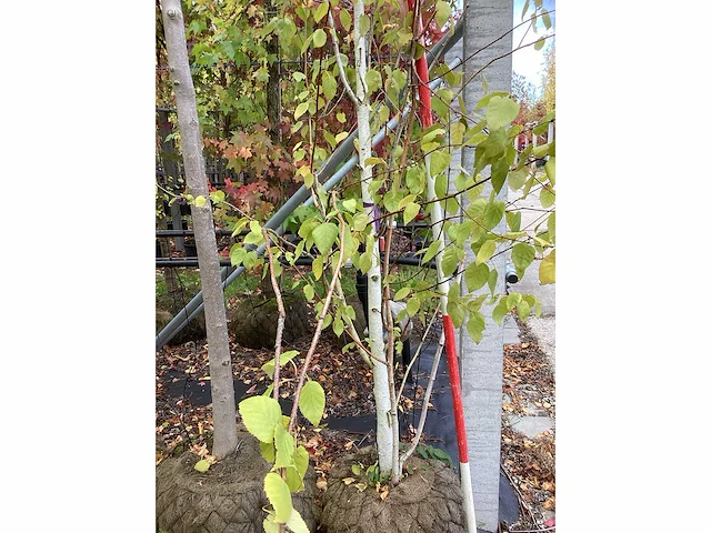 Ruwe berk - vormbomen - afbeelding 3 van  3