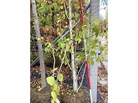 Ruwe berk - vormbomen - afbeelding 3 van  3