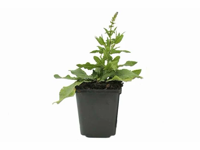 Salvia nemorosa blaukönigin (20x) - afbeelding 2 van  2