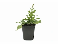 Salvia nemorosa blaukönigin (20x) - afbeelding 2 van  2