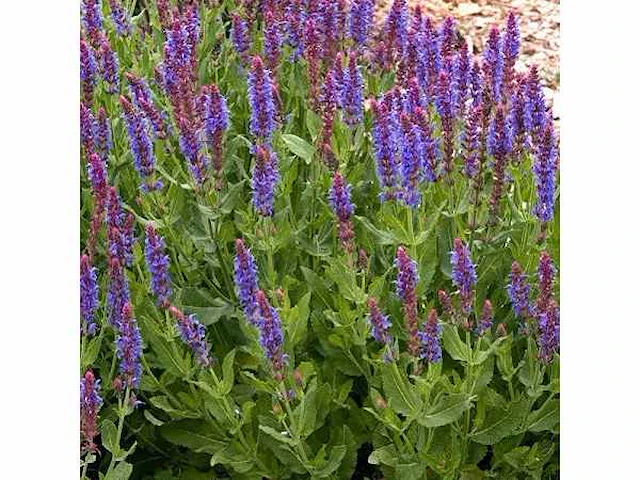 Salvia nemorosa blaukönigin (20x) - afbeelding 1 van  2