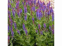 Salvia nemorosa blaukönigin (20x) - afbeelding 1 van  2