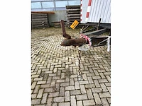 Schaftwagen - afbeelding 3 van  3