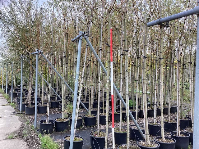 Schietwilg - laanbomen (4x) - afbeelding 1 van  3