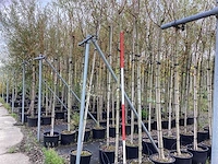 Schietwilg - laanbomen (4x) - afbeelding 1 van  3