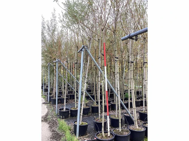 Schietwilg - laanbomen (4x) - afbeelding 2 van  3