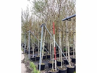 Schietwilg - laanbomen (4x) - afbeelding 2 van  3