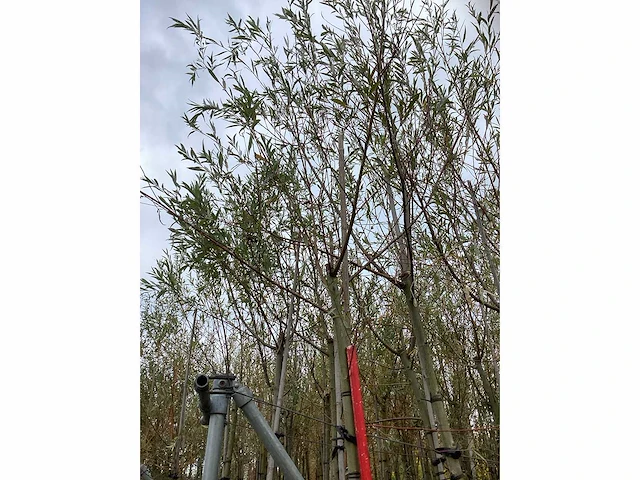 Schietwilg - laanbomen (4x) - afbeelding 3 van  3