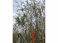 Schietwilg - laanbomen (4x) - afbeelding 3 van  3