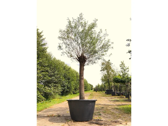 Schietwilg salix alba, knotboom, ca. 3 m hoog - afbeelding 1 van  1