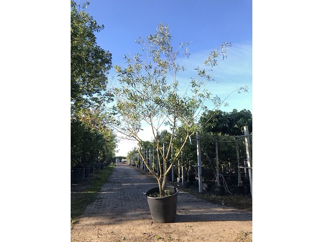 Schietwilg salix alba, meerstammig, gele twijgen, ca. 300 cm hoog - afbeelding 1 van  1
