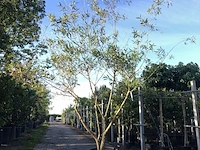 Schietwilg salix alba, meerstammig, gele twijgen, ca. 300 cm hoog - afbeelding 1 van  1