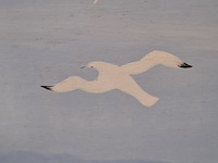 Schilderij op paneel, a. goubitz, duinen, 1954 - afbeelding 5 van  7