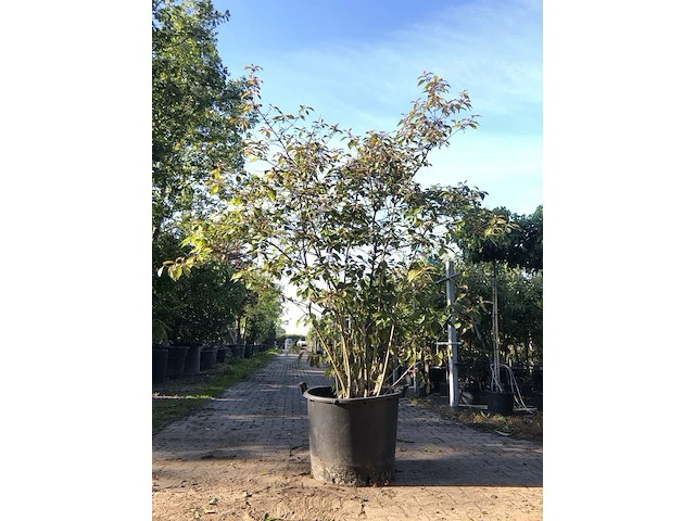 Schoonvrucht callicarpa 'profusion', meerstammig, paarse bloei, ca. 250 cm hoog - afbeelding 1 van  2